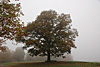 nebel