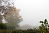 nebel