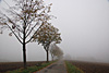 nebel