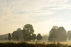 nebel