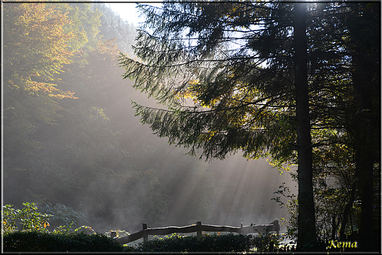 nebel