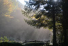 nebel
