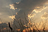 sonne