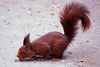 tiere