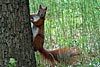 tiere