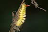 tiere