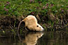 tiere