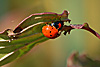 tiere