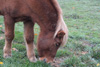 tiere
