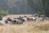tiere