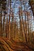 wald und baeume