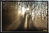 wald und baeume
