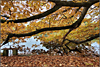 wald und baeume