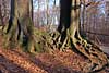 wald und baeume