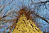 wald und baeume