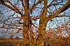 wald und baeume