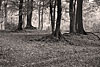 wald und baeume