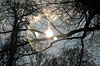 wald und baeume