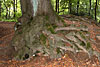 wald und baeume