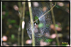 wald und baeume