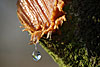 wald und baeume