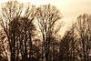 wald und baeume