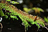 wald und baeume