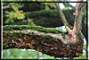 wald und baeume