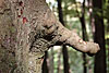 wald und baeume