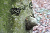 wald und baeume