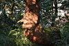 wald und baeume