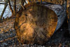 wald und baeume