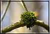 wald und baeume