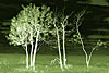 wald und baeume