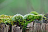 wald und baeume