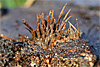 wald und baeume