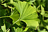 wald und baeume
