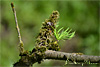 wald und baeume