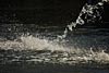 wasser